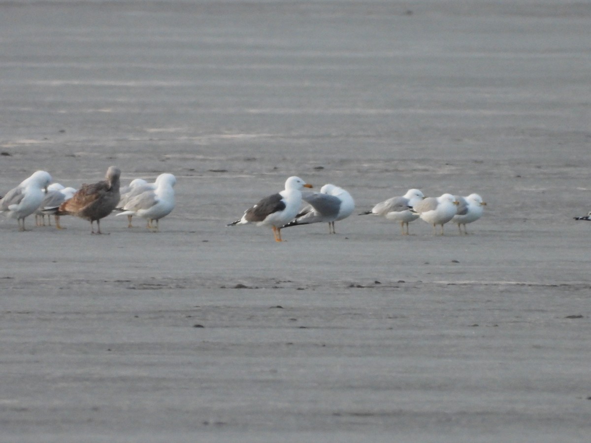 Lesser Black-backed Gull - ML632483345
