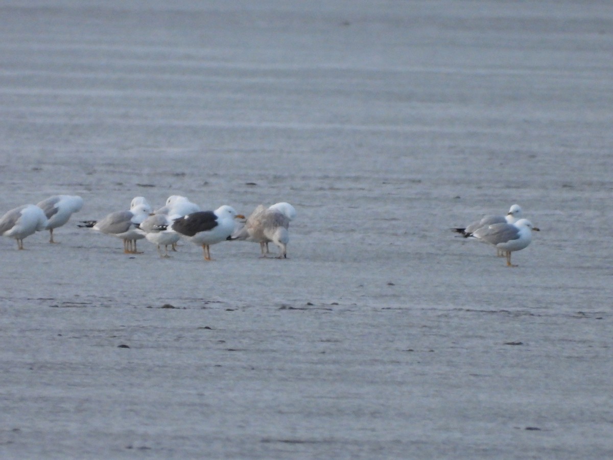 Lesser Black-backed Gull - ML632483346