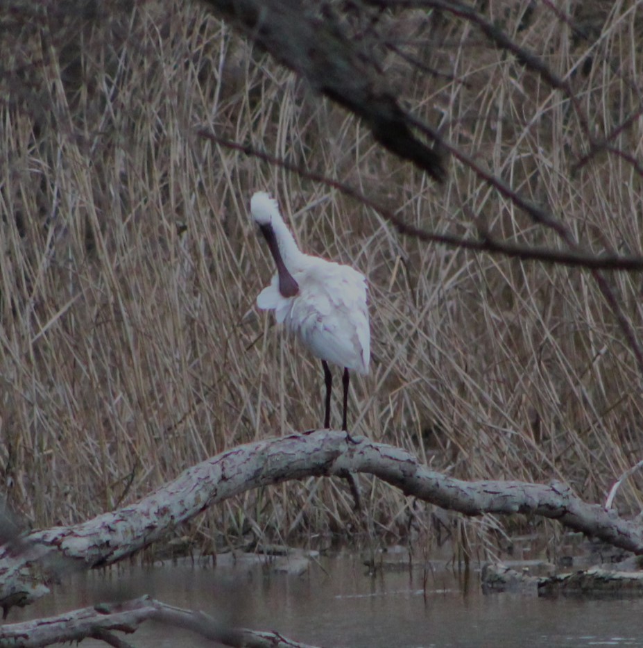 Eurasian Spoonbill - ML632483395