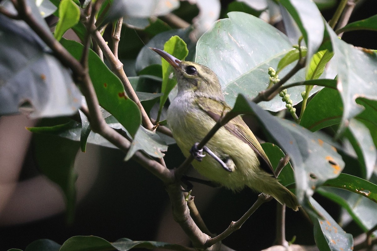 Fraser's Sunbird - ML632483521