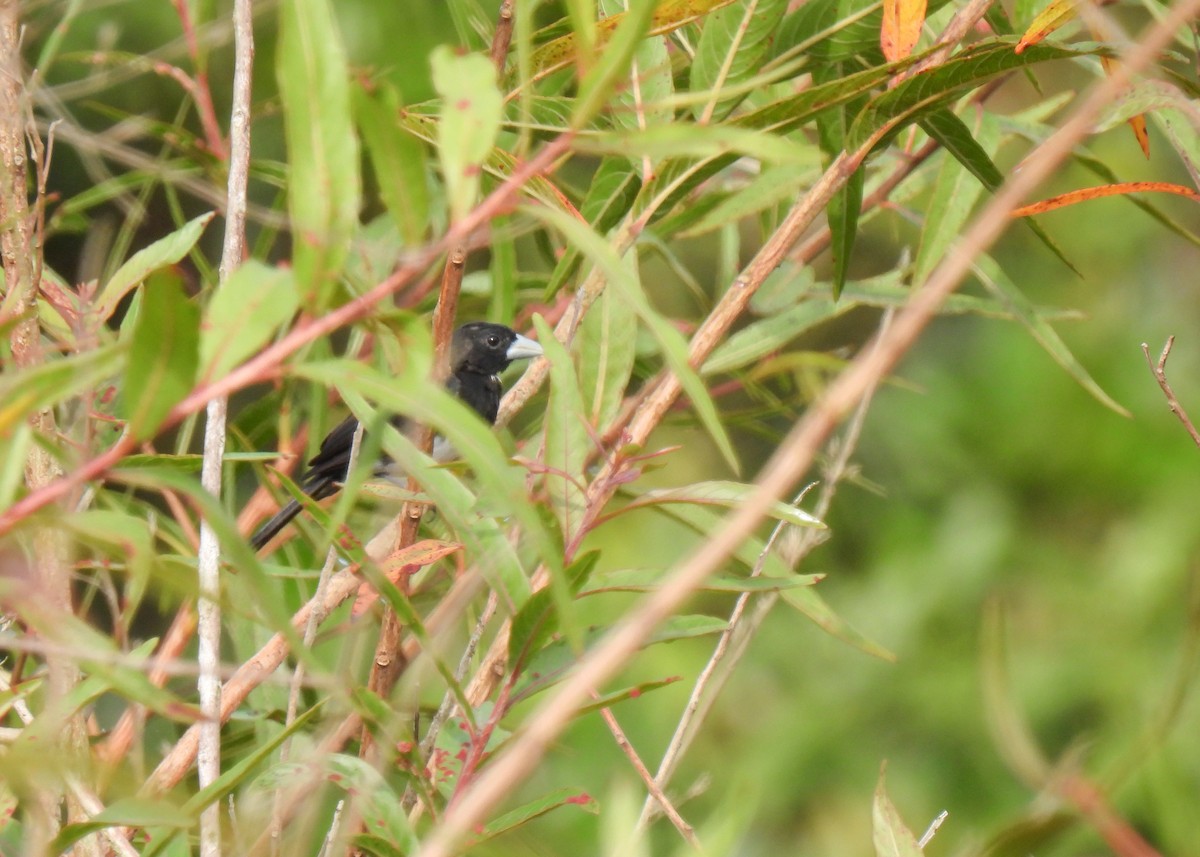 Cone-billed Tanager - ML632483565