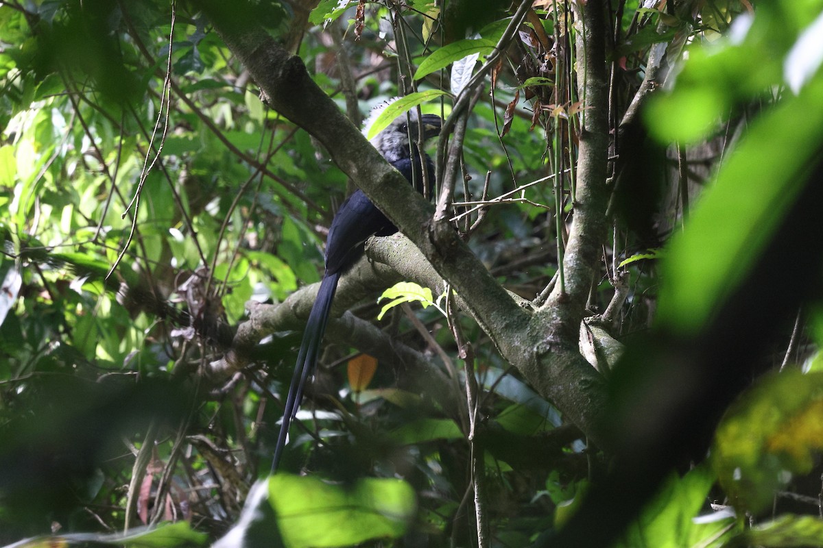 Western Long-tailed Hornbill - ML632483584