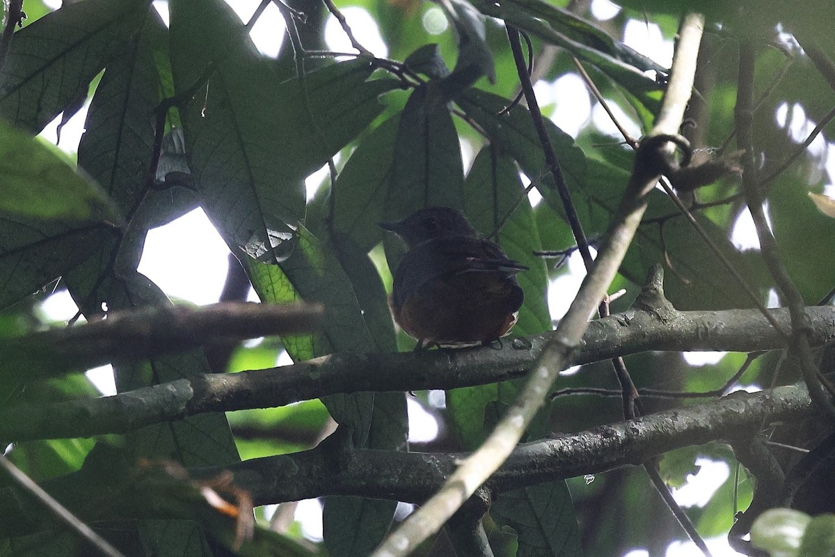 Finsch's Flycatcher-Thrush - ML632483587