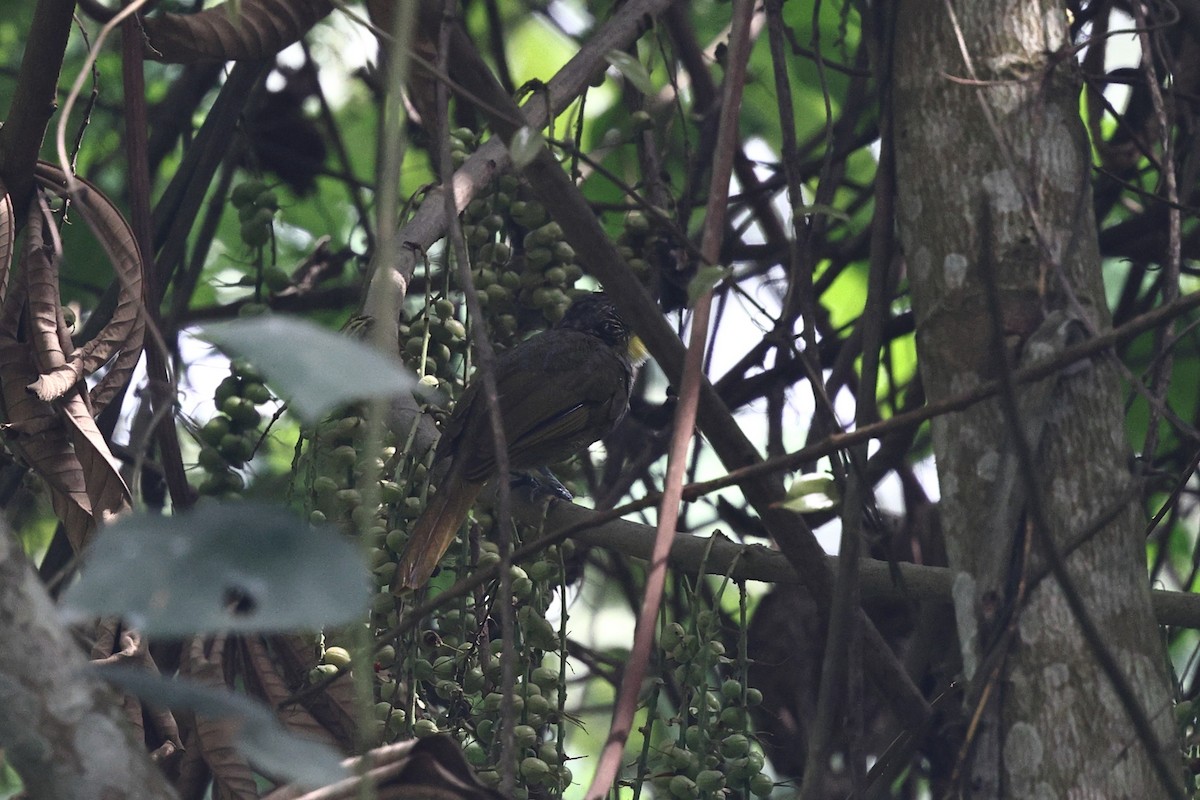 Western Bearded-Greenbul - ML632483621