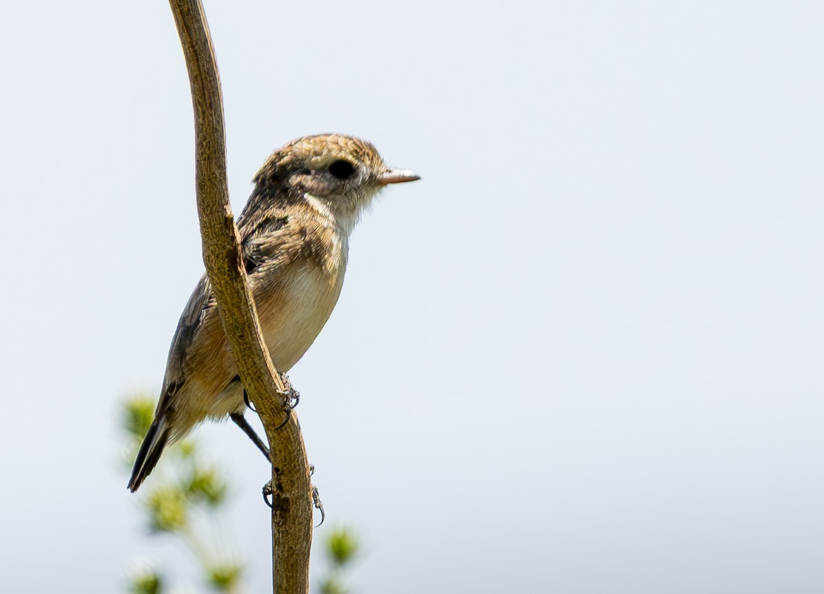 Cock-tailed Tyrant - ML632483712