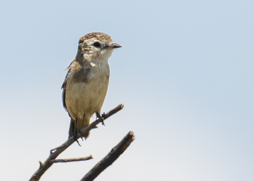 Cock-tailed Tyrant - ML632483715