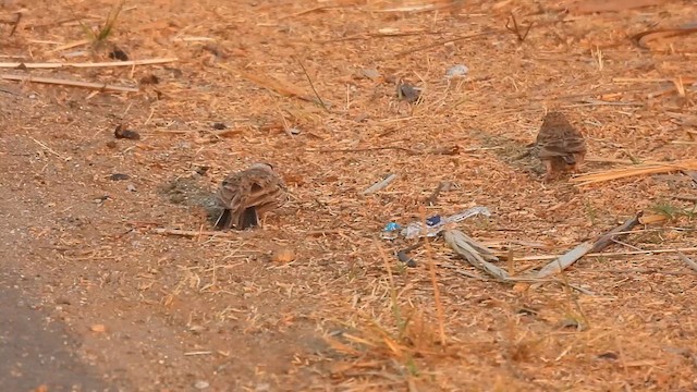 Ashy-crowned Sparrow-Lark - ML632483731