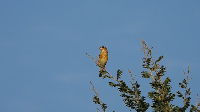 Baya Weaver - ML632483746