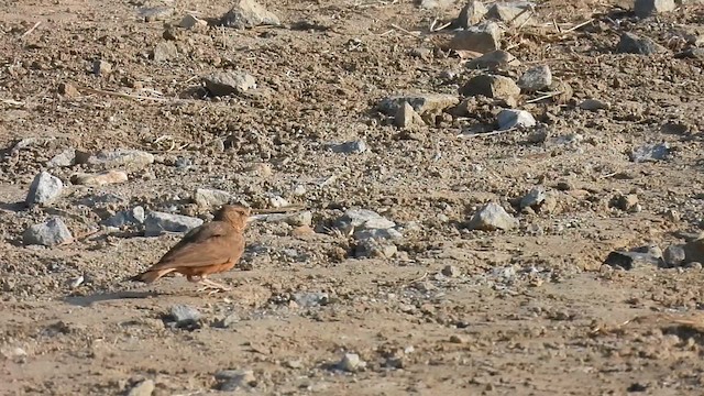 Rufous-tailed Lark - ML632483774