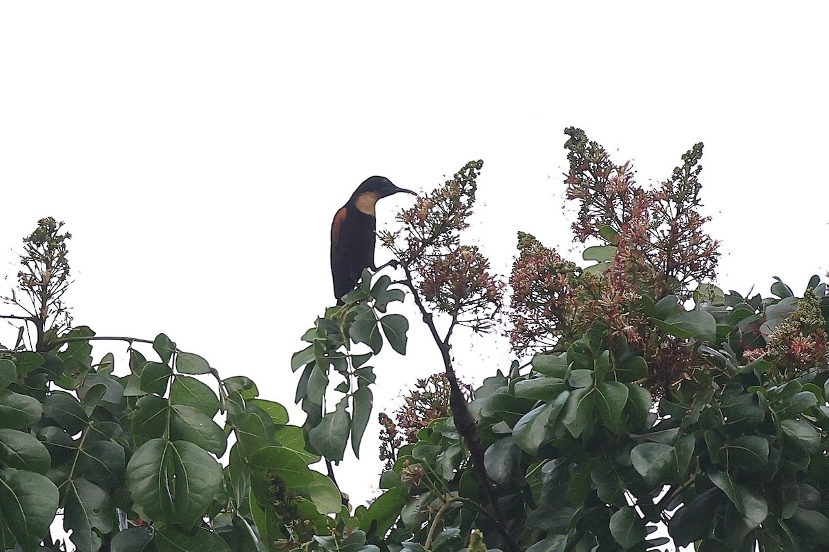 Buff-throated Sunbird - ML632483859