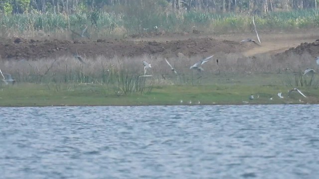 カワアジサシ - ML632483863