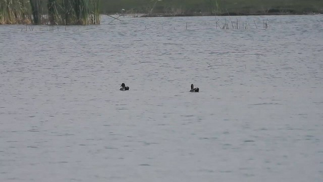 Зээрд нугас - ML632483879