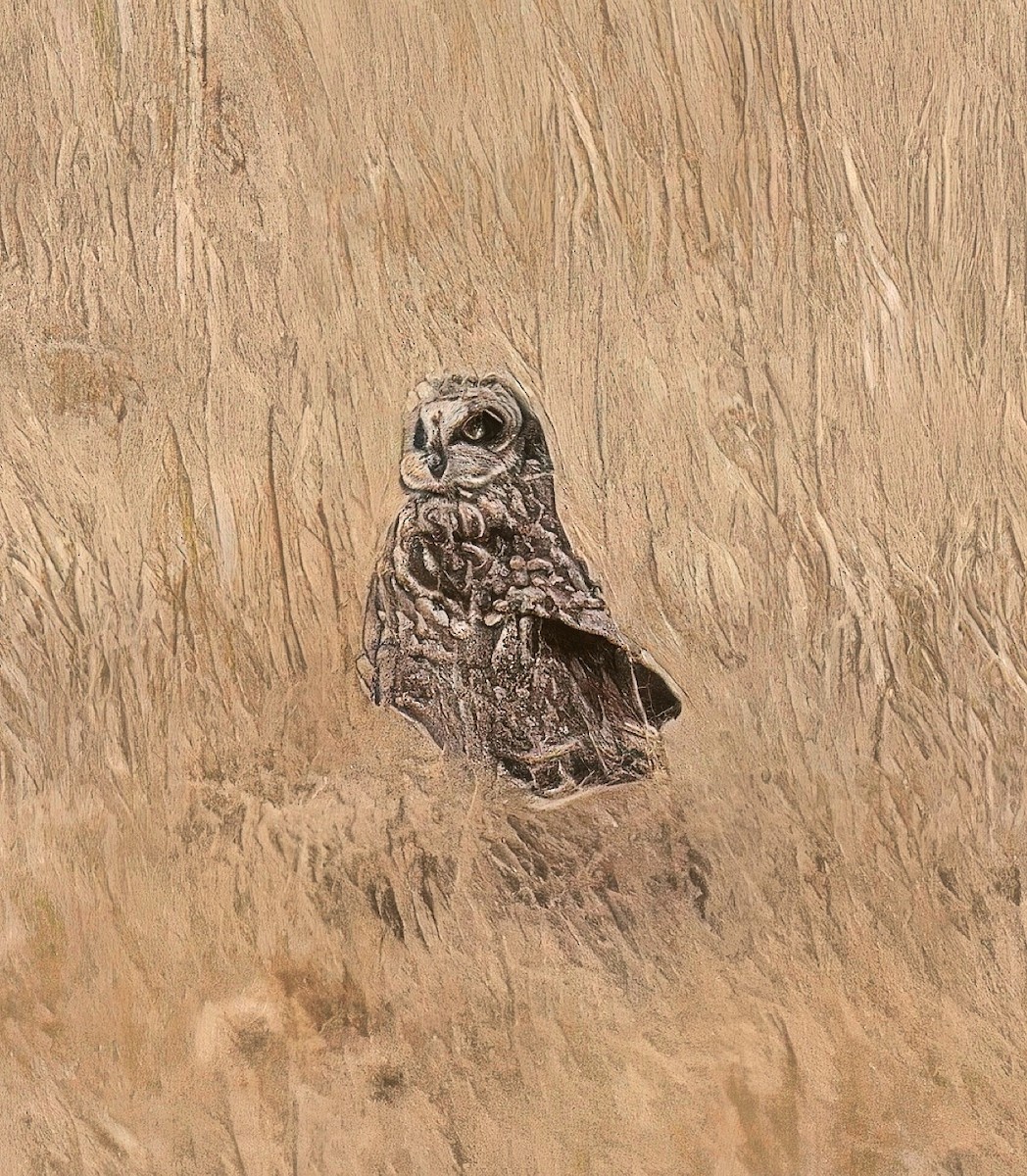 Short-eared Owl - ML632483886