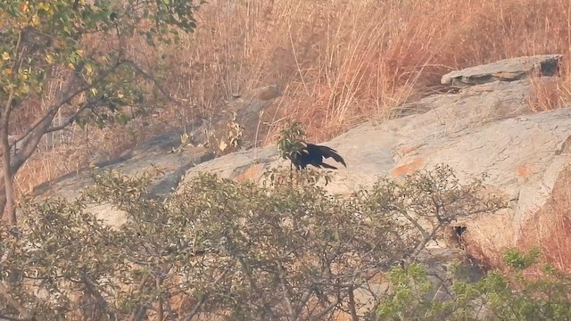 Black Eagle - ML632483900