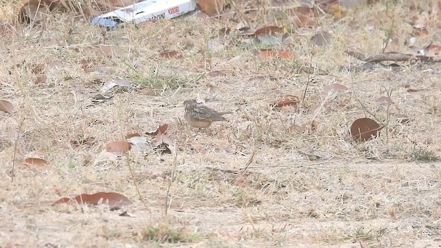 Jerdon's Bushlark - ML632483910