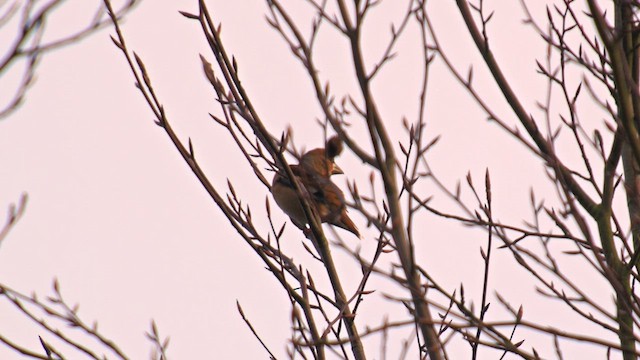 Hawfinch - ML632484063
