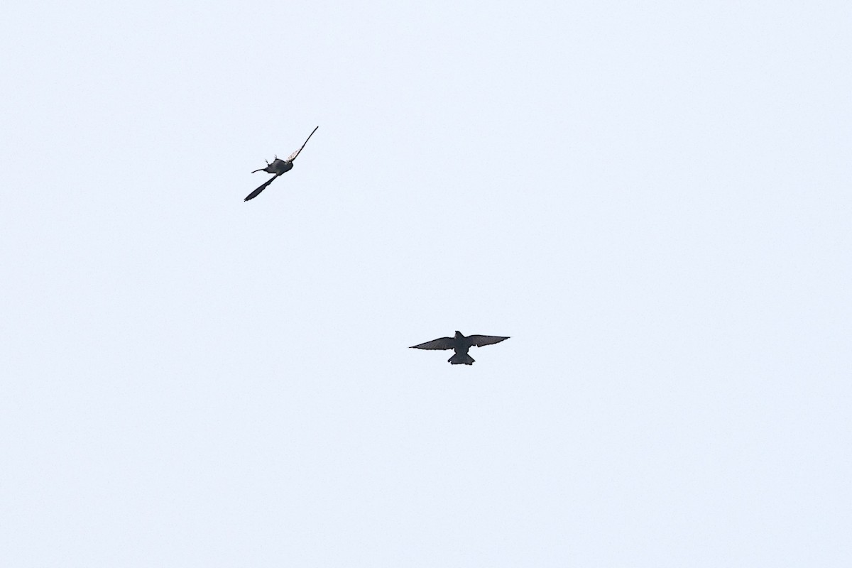 Square-tailed Sawwing - ML632484220