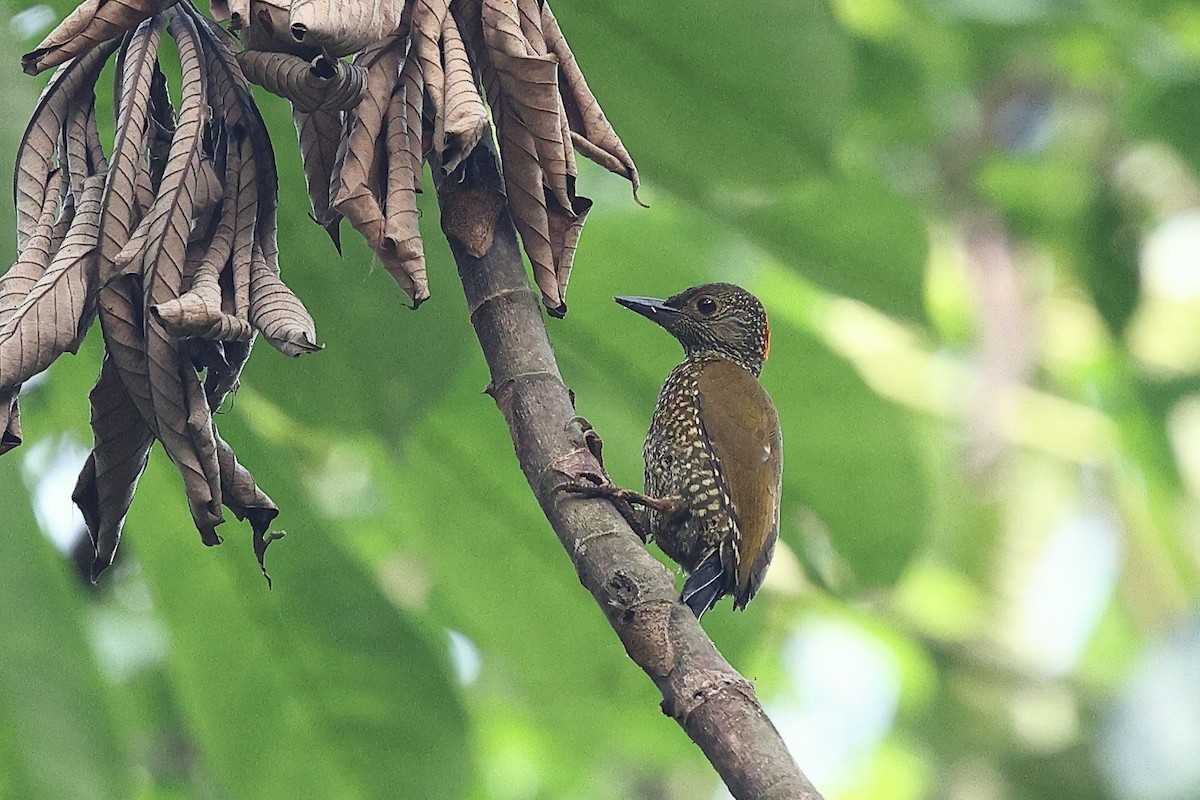 Buff-spotted Woodpecker - ML632484329
