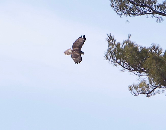 Poiana codarossa - ML632484383