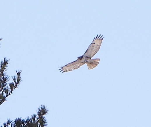 Poiana codarossa - ML632484403