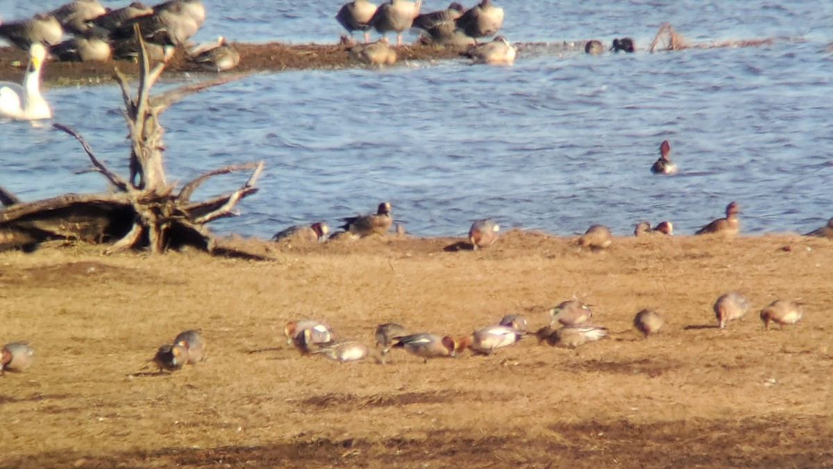 American Wigeon - ML632484464