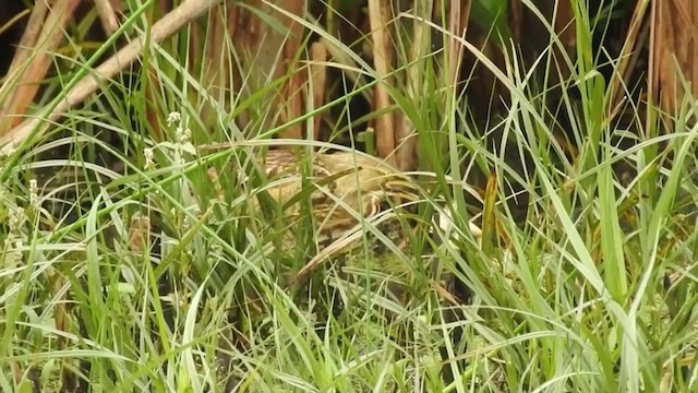 American Bittern - ML632484508