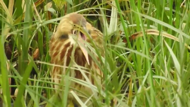 American Bittern - ML632484509