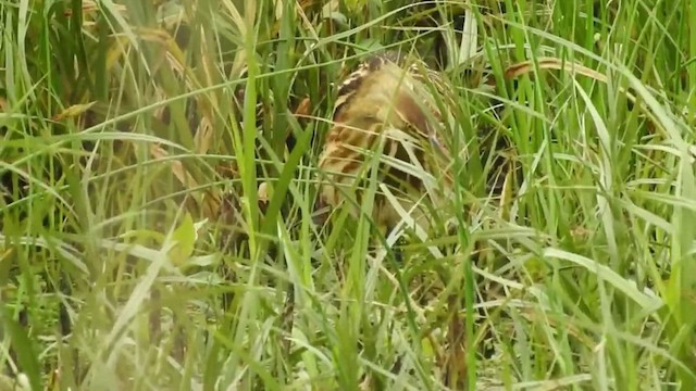 American Bittern - ML632484515
