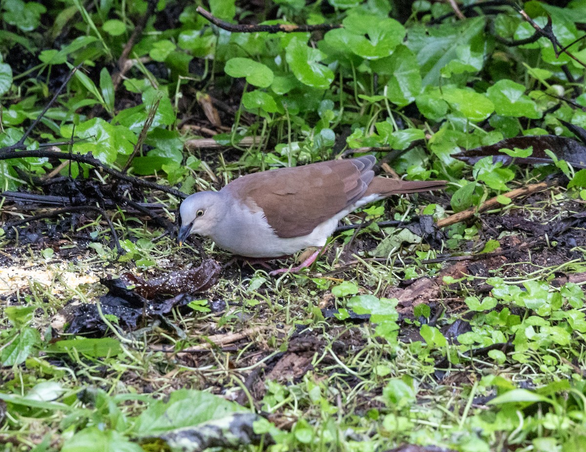 Pallid Dove - ML632484659