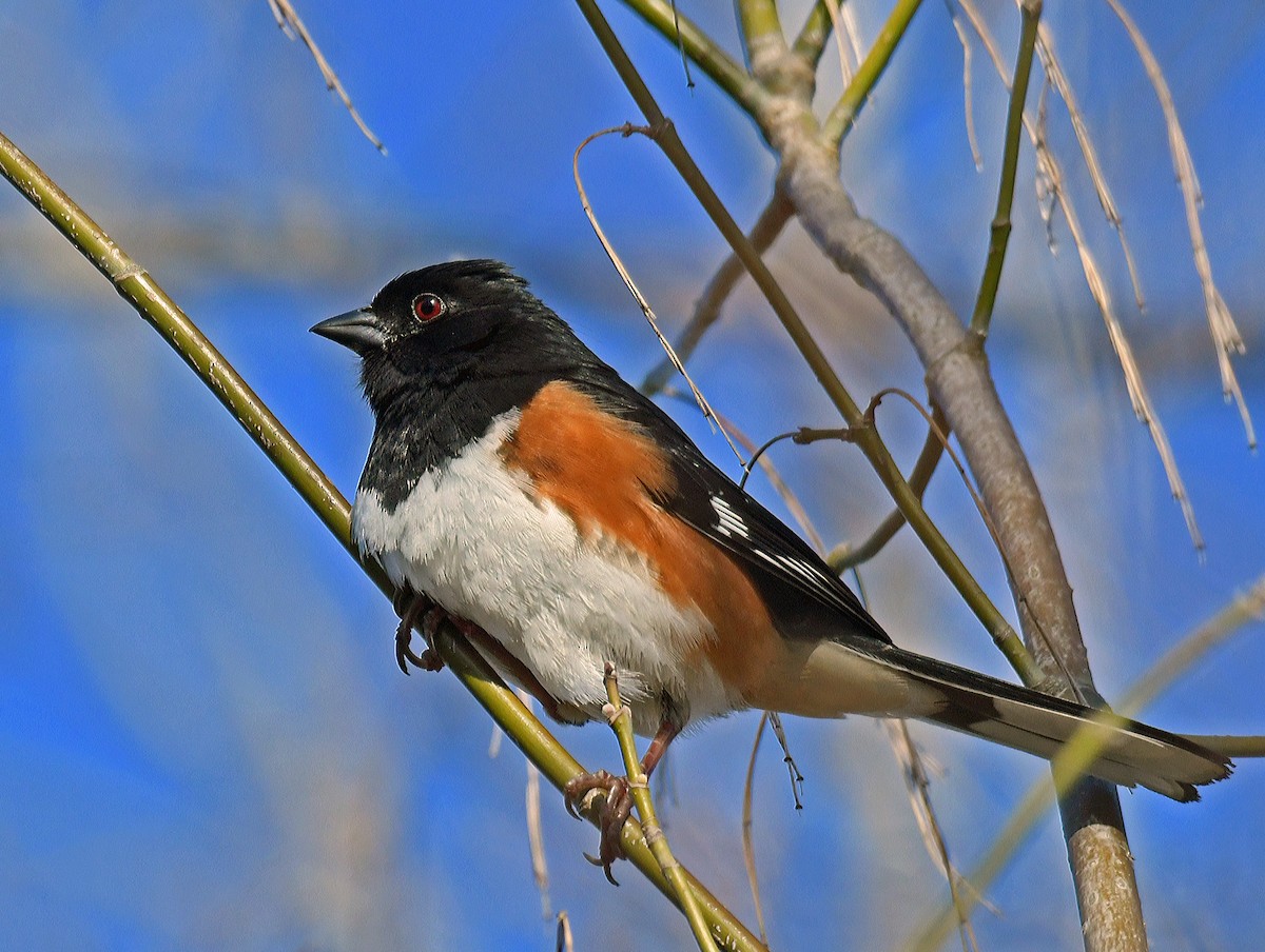 Toquí Flanquirrufo - ML632484661