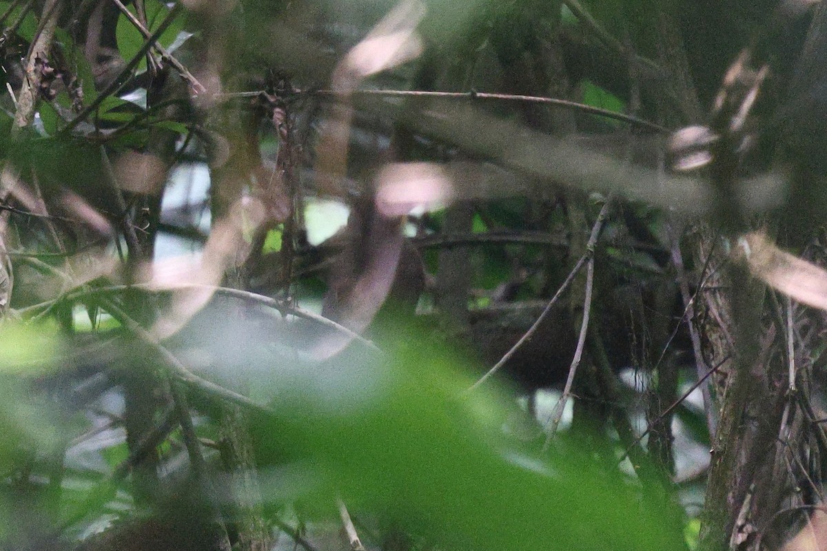 Red-tailed Bristlebill - ML632484703