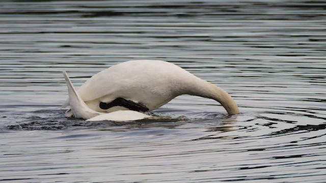 Mute Swan - ML632484960