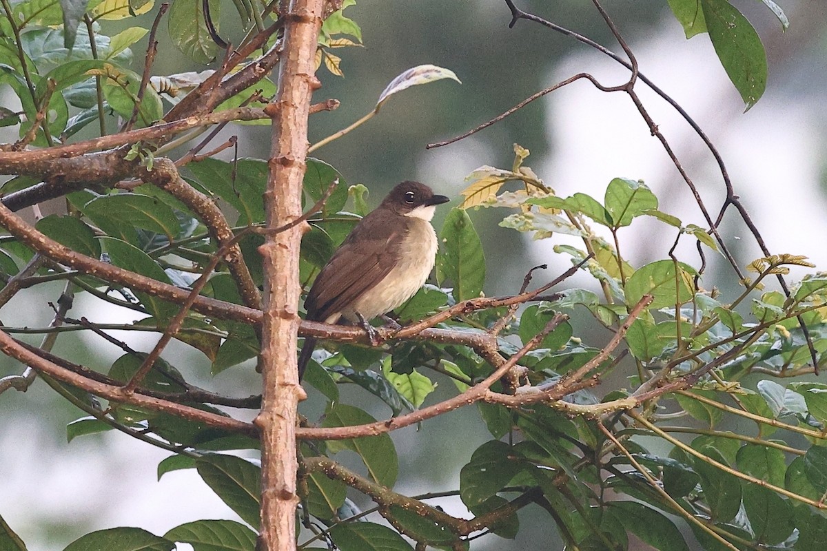 Simple Greenbul - ML632484965