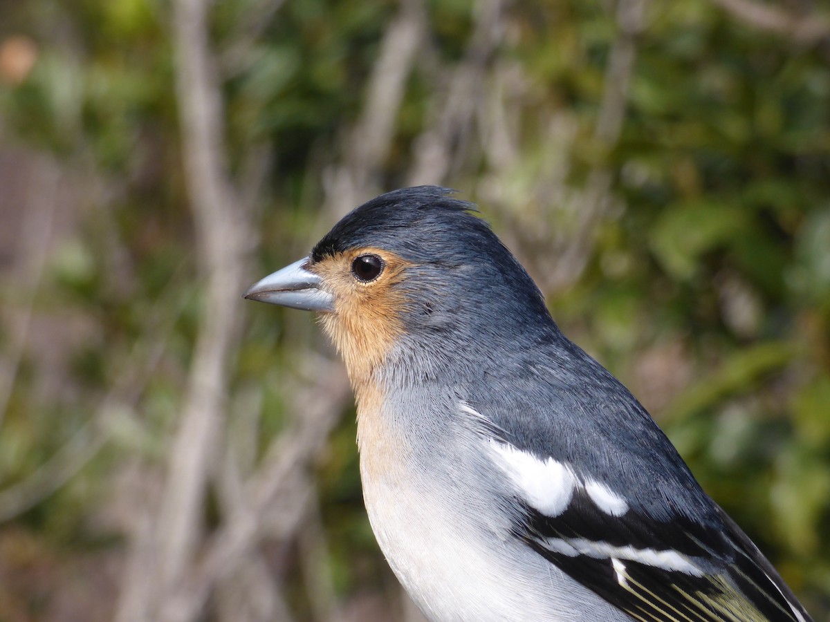 Canary Islands Chaffinch (La Palma) - ML632485003
