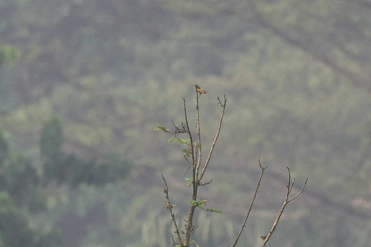 Buff-throated Sunbird - ML632485069