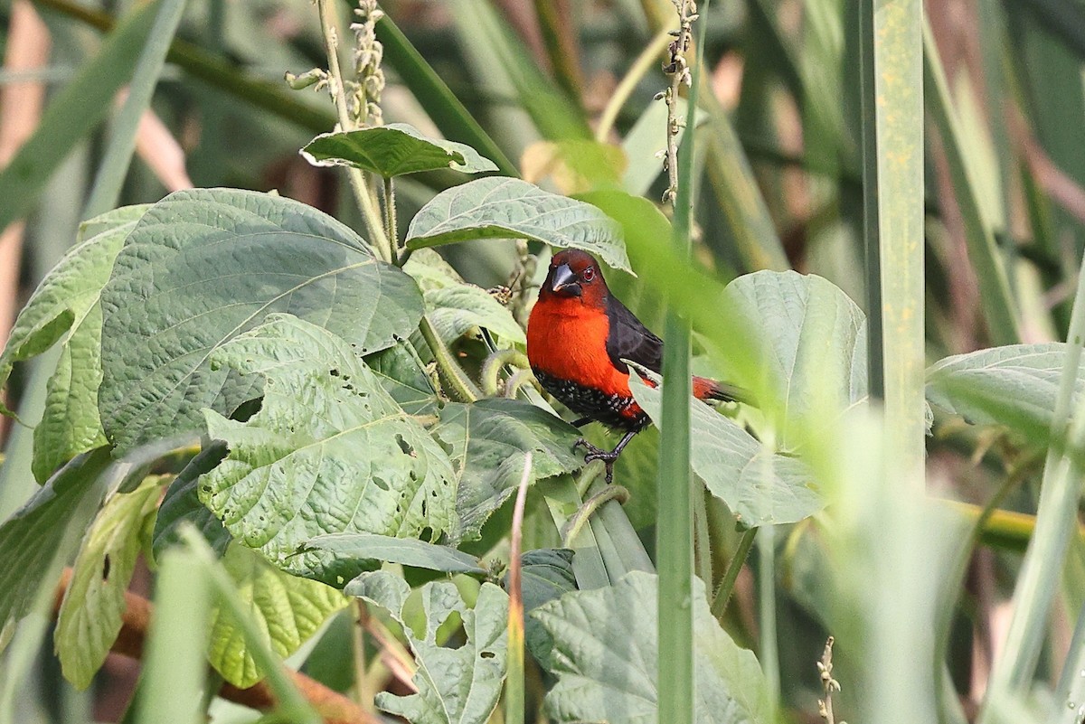 Western Bluebill (Western) - ML632485099