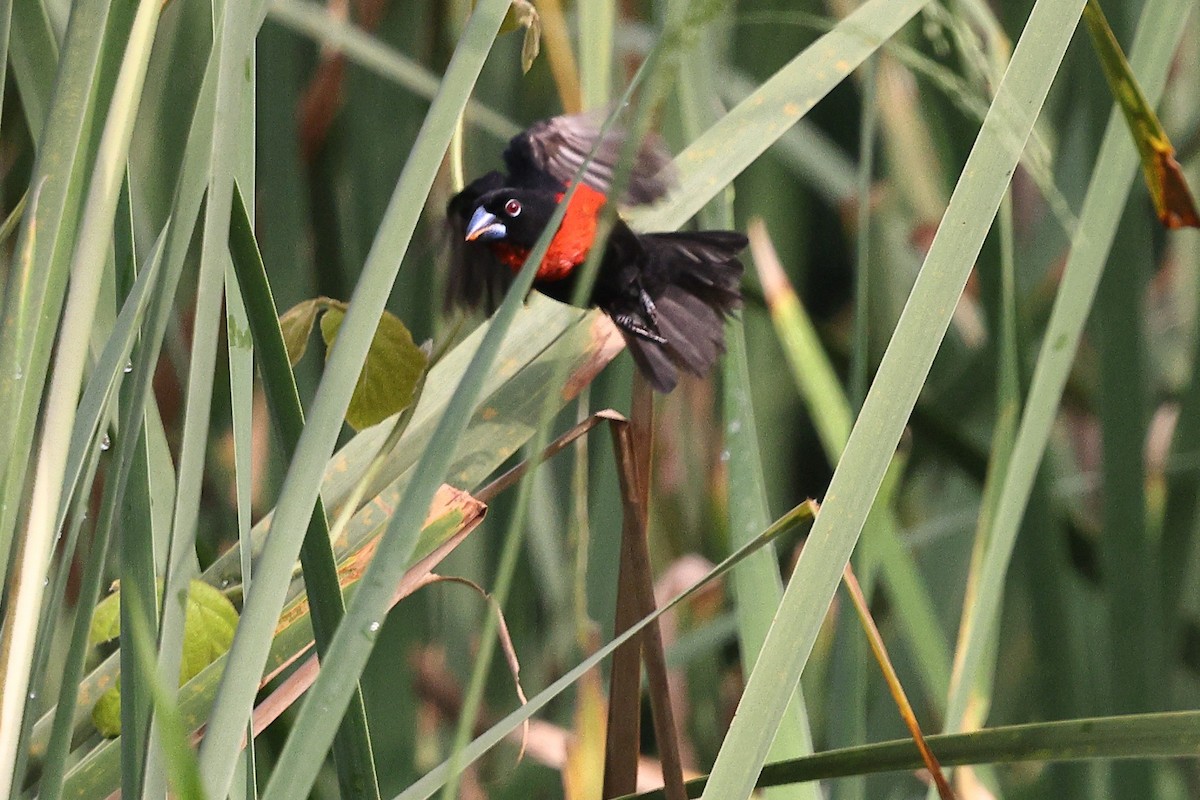 Western Bluebill (Western) - ML632485103