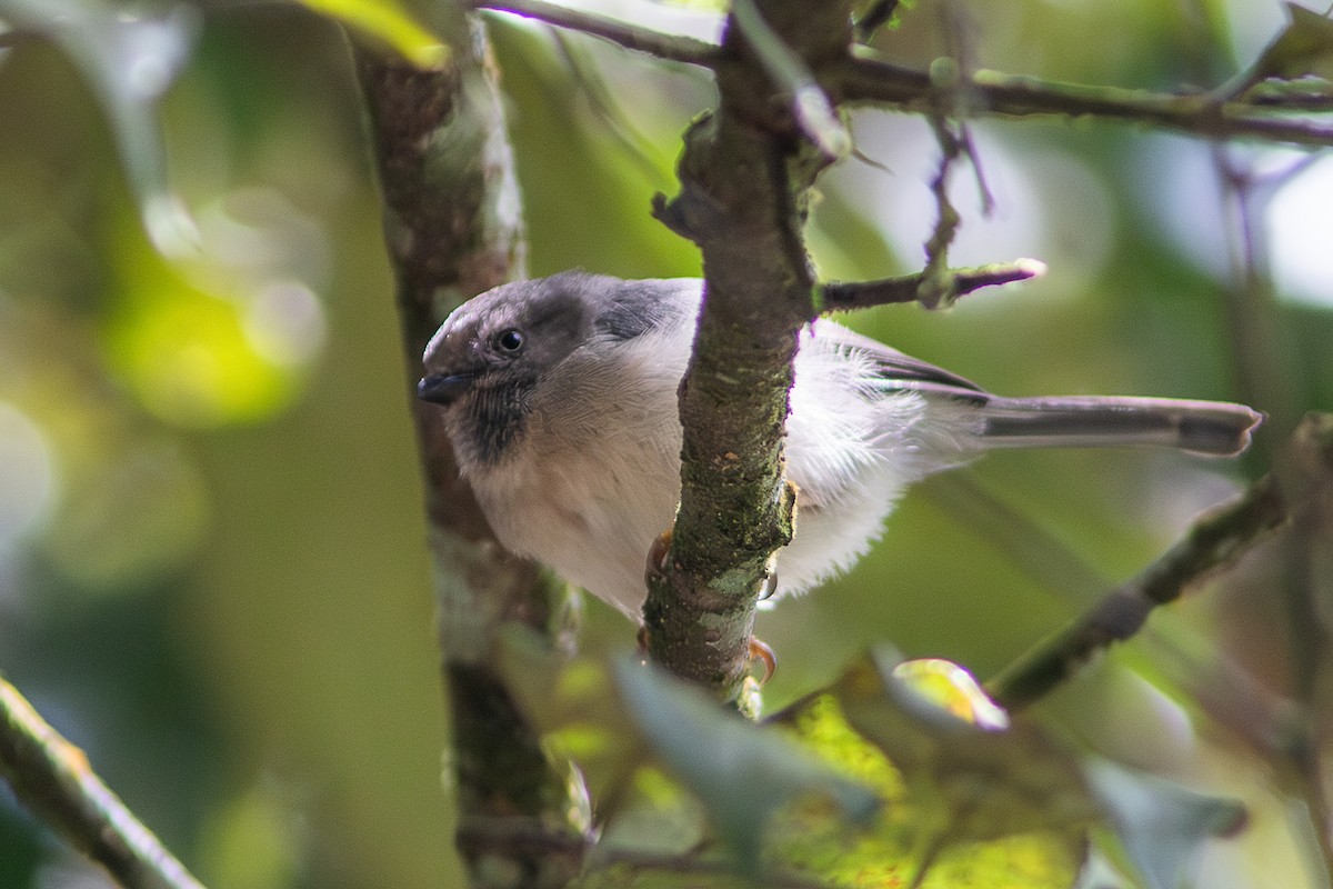 Pygmy Tit - ML632485122