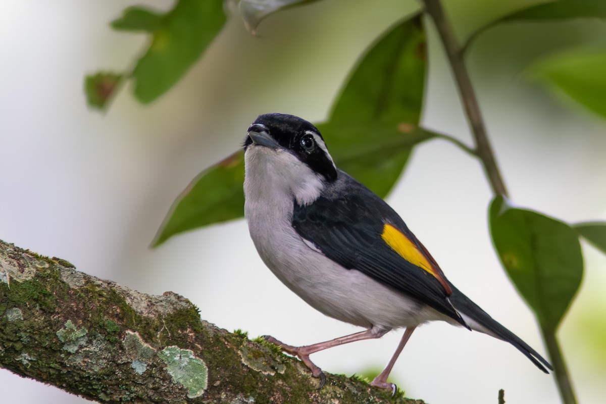 Pied Shrike-Babbler - ML632485148