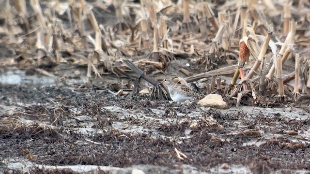 Pectoral Sandpiper - ML632485208
