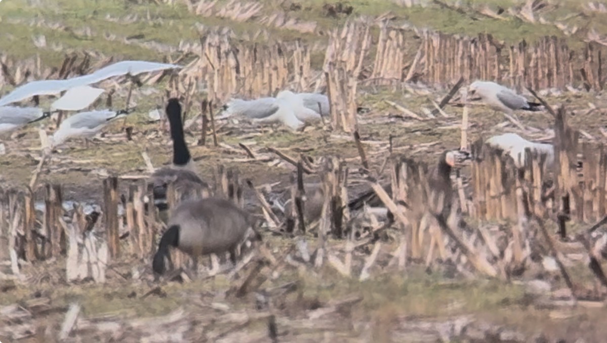 Greater White-fronted Goose - ML632485311