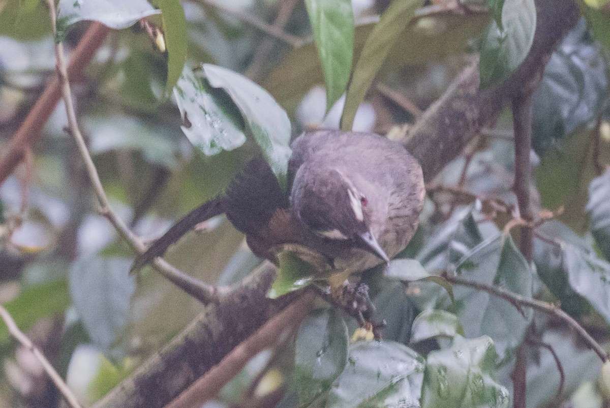 Ashambu Laughingthrush - ML632485402
