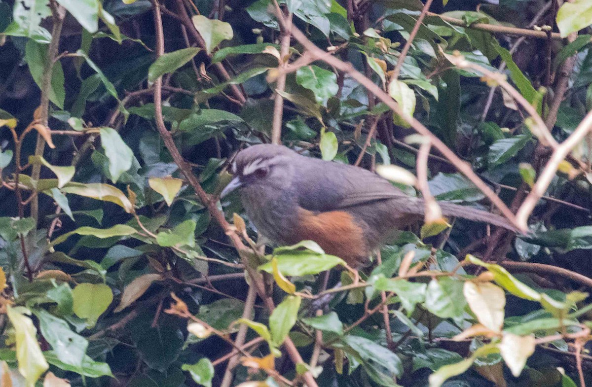 Ashambu Laughingthrush - ML632485403