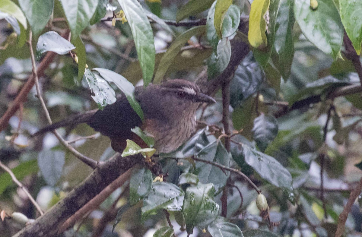 Ashambu Laughingthrush - ML632485404