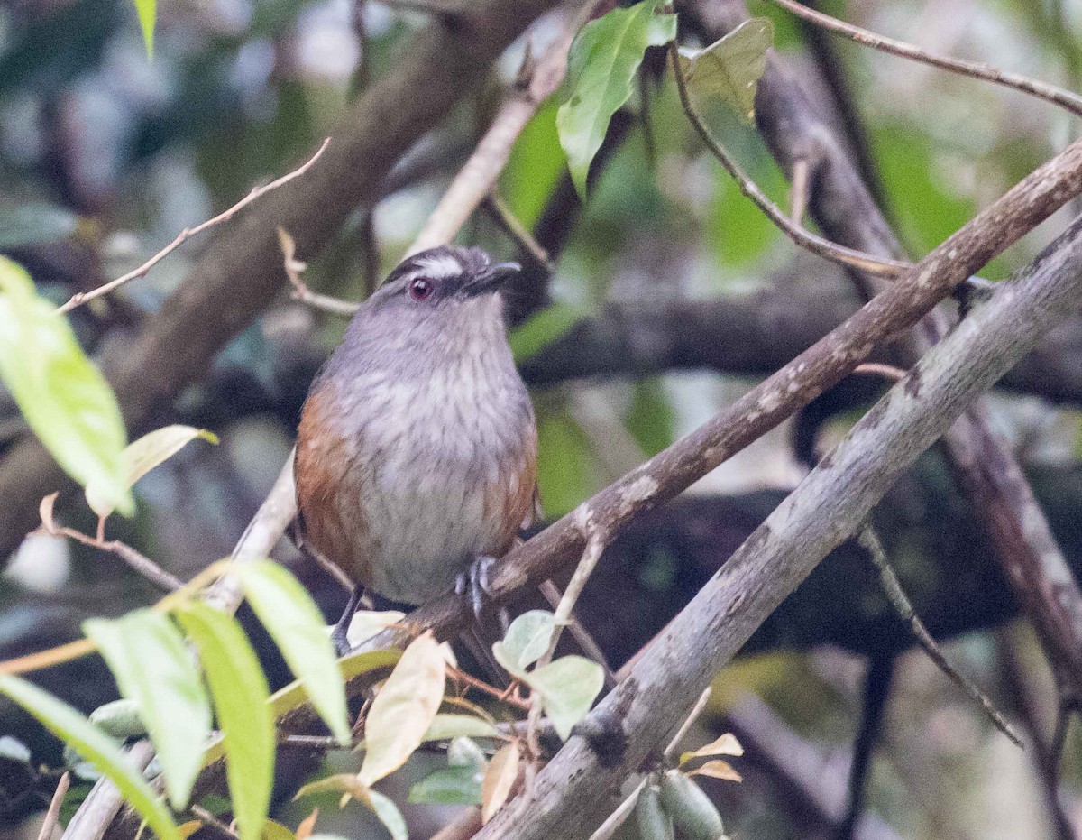 Ashambu Laughingthrush - ML632485405