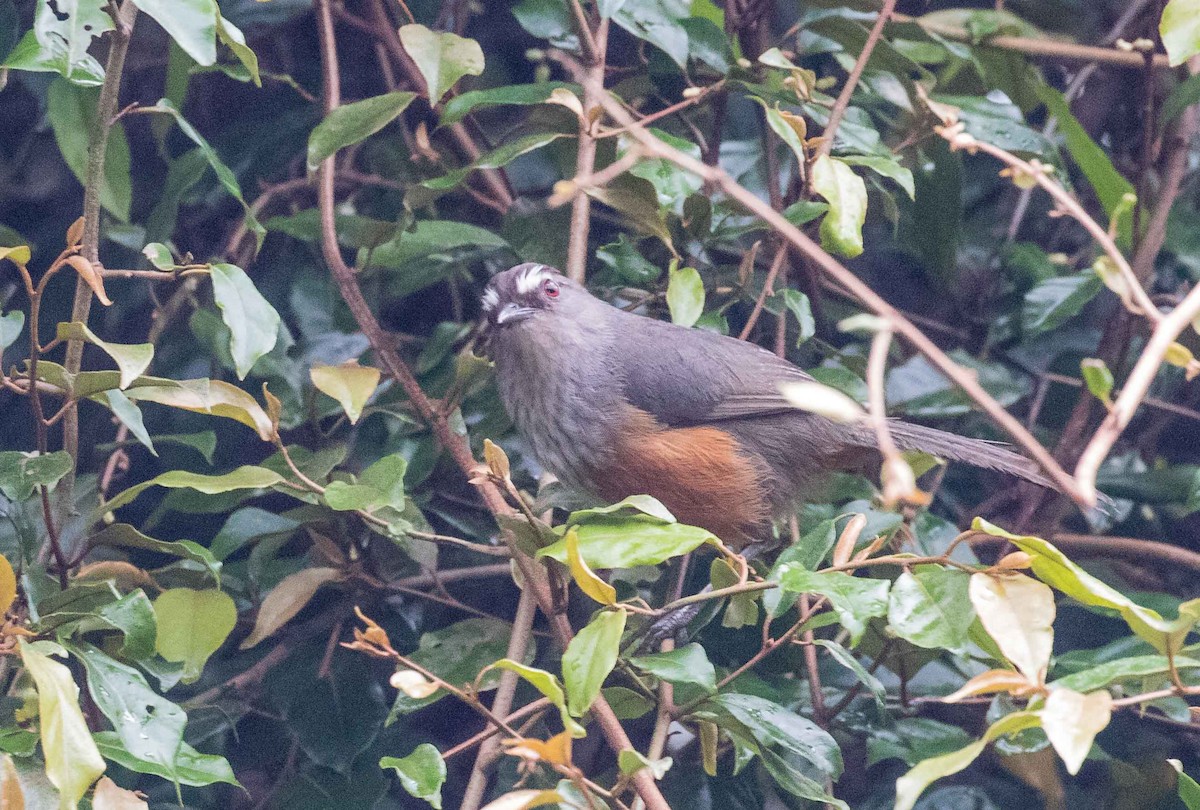 Ashambu Laughingthrush - ML632485406