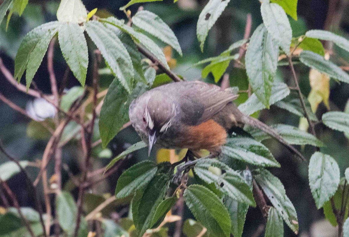 Ashambu Laughingthrush - ML632485407