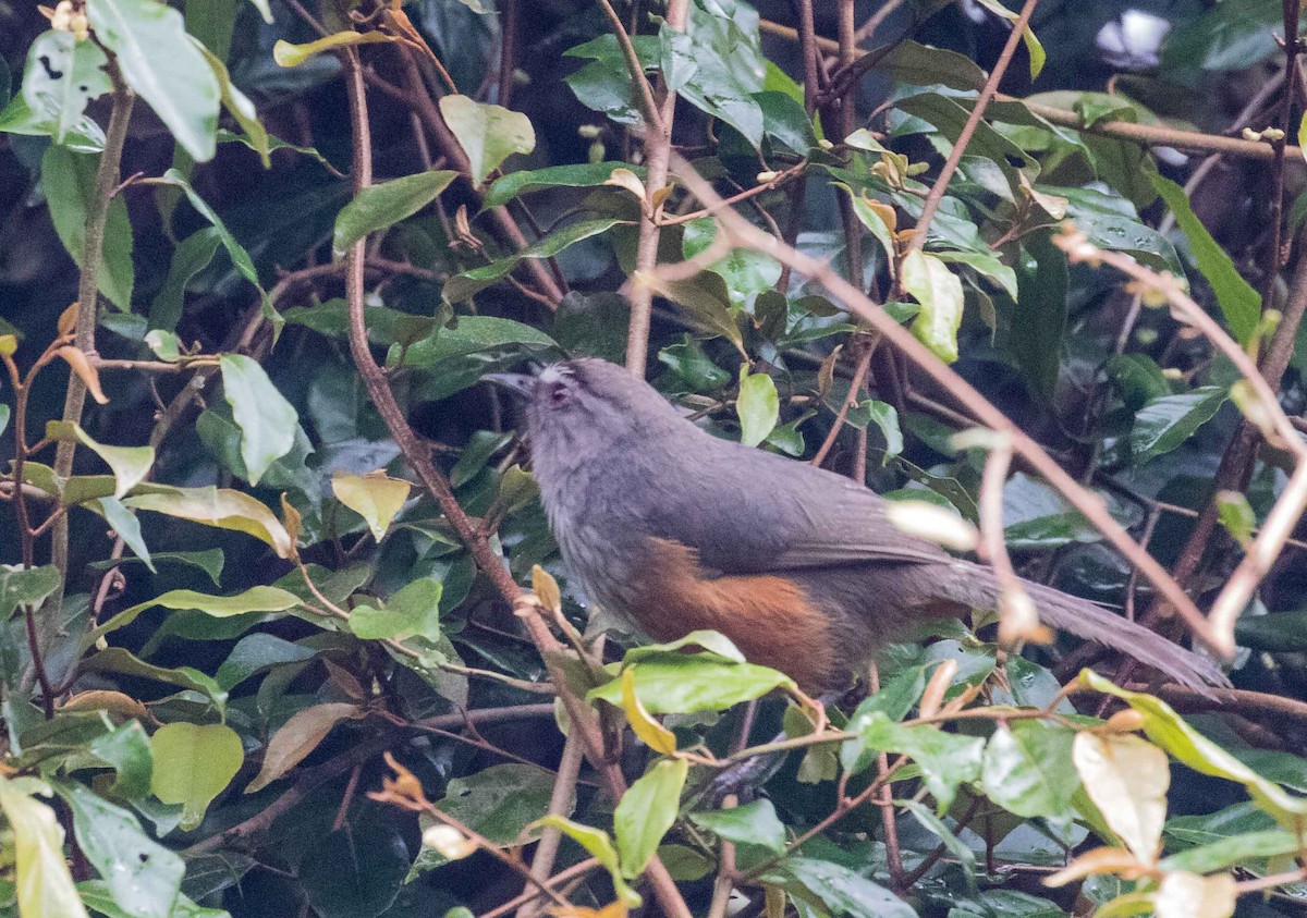 Ashambu Laughingthrush - ML632485408