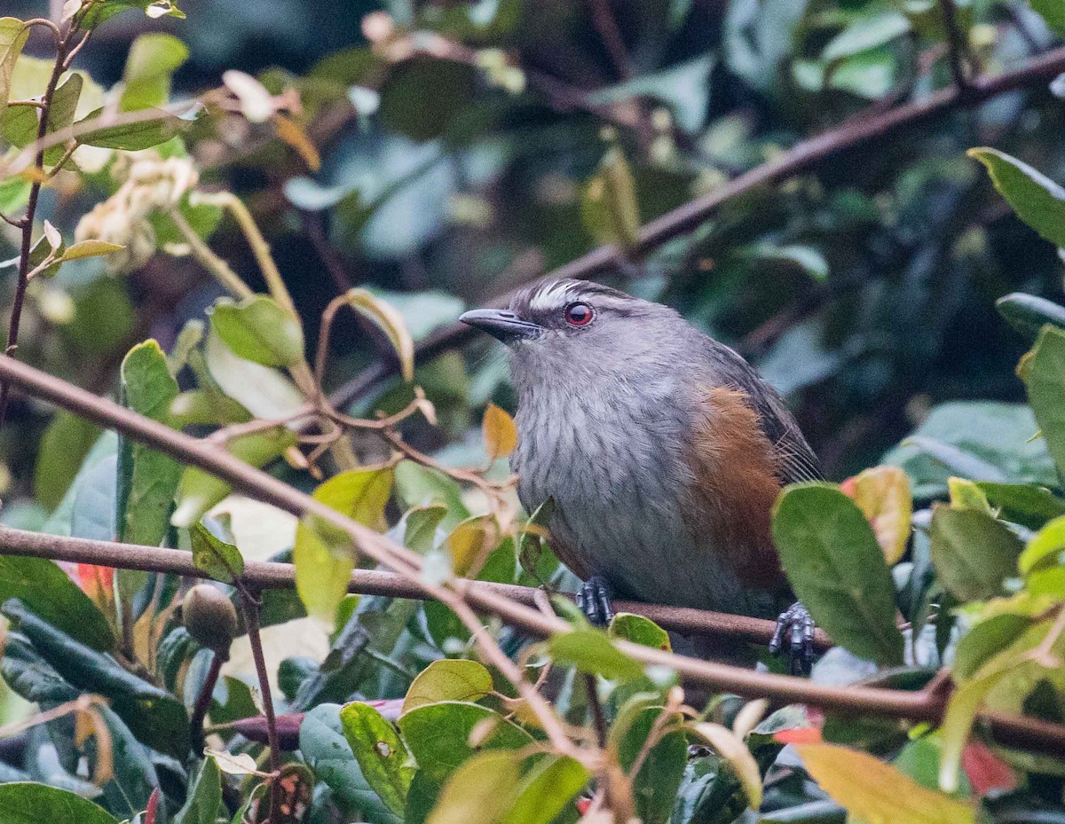 Ashambu Laughingthrush - ML632485418