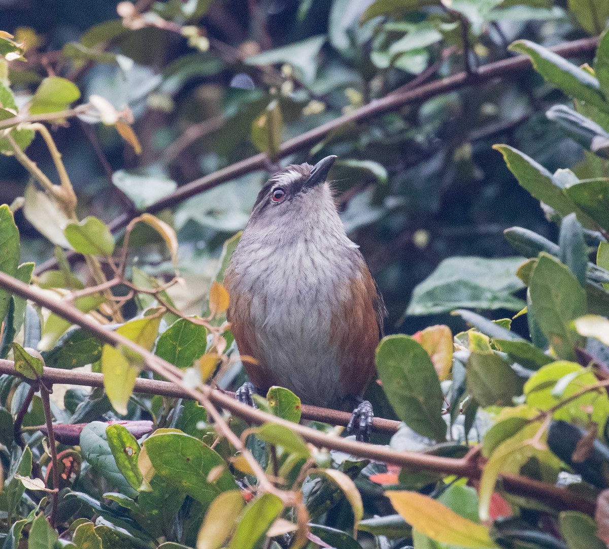 Ashambu Laughingthrush - ML632485419